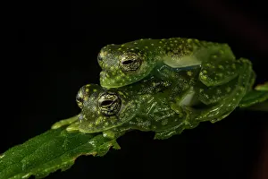 Sachatamia Prints: White-spotted cochran frog (Sachatamia albomaculata) pair in amplexus whilst sitting on leaf
