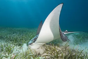 White spotted eagle ray (Aetobatus narinari) feeding by digging in the sand and seagrass