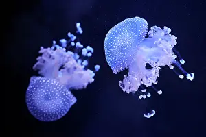 Scyphozoa Prints: Two White-spotted jellyfish (Phyllorhiza punctata) portrait