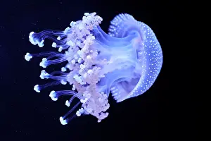 Scyphozoa Prints: White-spotted jellyfish (Phyllorhiza punctata) portrait