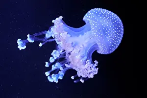 Scyphozoa Prints: White-spotted jellyfish (Phyllorhiza punctata) portrait