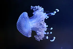 Scyphozoa Prints: White-spotted jellyfish (Phyllorhiza punctata) portrait