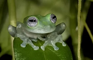 Animal Eyes Gallery: White-spotted leaf frog (Cochranella albomaculata) captive, from Central America