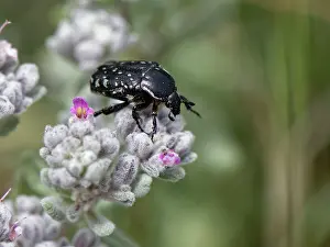 Rhinotia Prints: White-spotted rose beetle (Oxythyrea funesta) foraging on Felty germander (Teucrium capitatum)