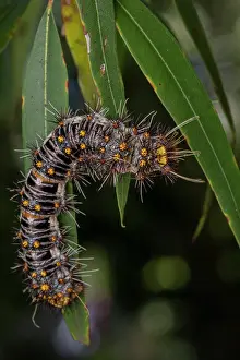 Hairy Prints: White-stemmed gum moth (Chelepteryx collesi) caterpillar