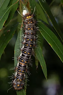 Hairy Prints: White-stemmed gum moth (Chelepteryx collesi) caterpillar