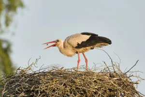 White stork (Ciconia ciconia) adult in breeding plumage, tossing food into beak to feed