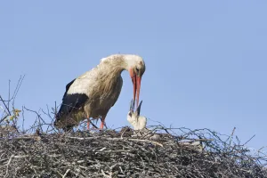 Storks Prints: White stork (Ciconia ciconia) adult feeding chick at nest, Rusne, Nemunas Regional Park