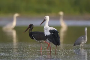 Storks Prints: White stork (Ciconia ciconia) and a Black stork (Ciconia nigra) with Grey herons