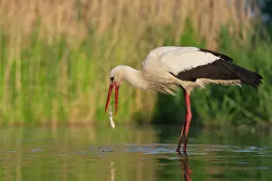 Ciconiidae Prints: White stork (Ciconia ciconia) catching a fish in shallow water
