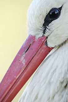 White stork (Ciconia ciconia) close-up, La Serena, Extremadura, Spain, March 2009