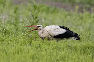 White stork (Ciconia ciconia) feeding on earthworm, Rusne, Nemunas Regional Park