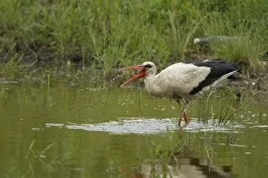 Images Dated 5th June 2008: White Stork (Ciconia ciconia) feeding in water, Bulgaria, May 2008, sequence 3 / 3