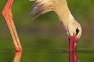 Ciconiidae Prints: White stork (Ciconia ciconia) fishing in shallow water