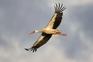 Wings Gallery: White stork (Ciconia ciconia) in flight, Nemunas regional reserve, Lithuania, June 2009