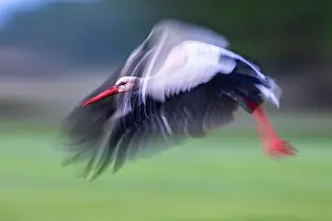 Blurred Movement Prints: White stork (Ciconia ciconia) in flight, Lower Silesia, Poland. May