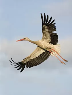 Images Dated 6th June 2009: White stork (Ciconia ciconia) in flight, Rusne, Nemunas Regional Park, Lithuania