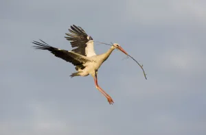 Storks Prints: White stork (Ciconia ciconia) flying to nest with nesting material