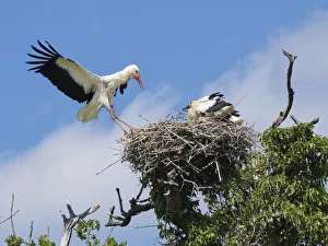 Rosanae Prints: White stork (Ciconia ciconia) flying back to its nest in Oak (Quercus robur