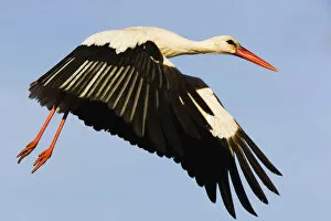 Wings Gallery: White stork (Ciconia Ciconia) flying, Pont du Gau, Camargue, France, May 2009