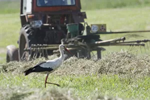 Wild Wonders of Europe 2 Gallery: White stork (Ciconia ciconia) following tractor searching for insects amongst hay