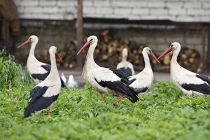White stork (Ciconia ciconia) group feeding in allotment, Rusne, Nemunas Delta Regional Park