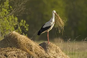 Storks Prints: White stork (Ciconia ciconia) on hay mound carrying some in its beak