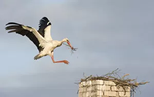 Wild Wonders of Europe 2 Gallery: White stork (Ciconia ciconia) landing on chimney with nesting material, Rusne, Nemunas
