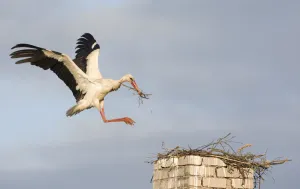 Storks Prints: White stork (Ciconia ciconia) landing on chimney with nesting material, Rusne, Nemunas
