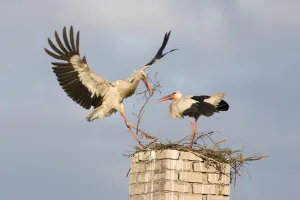 Storks Prints: White stork (Ciconia ciconia) landing on chinmey with nesting material, Rusne, Nemunas