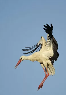 Images Dated 31st March 2009: White stork (Ciconia ciconia) landing, La Serena, Extremadura, Spain, March 2009