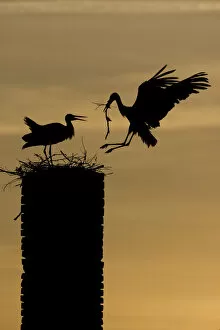 Images Dated 6th June 2009: White stork (Ciconia ciconia) landing with nest material, silhouetted at dusk, Rusne