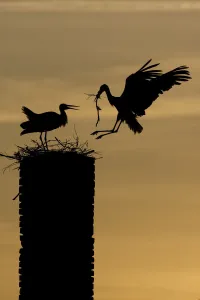 White stork (Ciconia ciconia) landing with nest material, silhouetted at dusk, Rusne