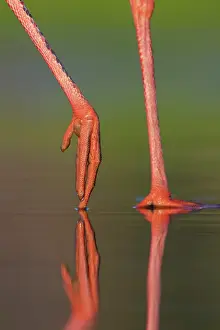 Ciconiidae Prints: White stork (Ciconia ciconia) legs detail