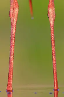 Ciconiidae Prints: White stork (Ciconia ciconia) legs detail