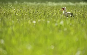 White stork (Ciconia ciconia) in long grass calling, Kurmene, Latvia, June 2009