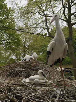 Sussex Prints: White stork (Ciconia ciconia) nest at captive breeding colony raising chicks for