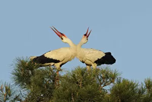 Images Dated 31st March 2009: White stork (Ciconia ciconia) pair displaying, La Serena, Extremadura, Spain, March 2009