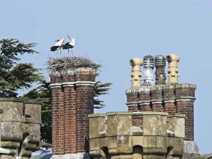 White stork (Ciconia ciconia) pair displaying on their nest built on the chimneys of