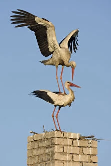White stork (Ciconia ciconia) pair before mating at nest site on old chimney, Rusne