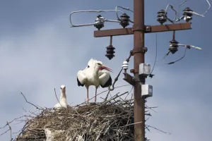 Images Dated 2nd June 2009: White stork (Ciconia ciconia) pair on nest, Jasenovac village, Lonjsko Polje Nature Park