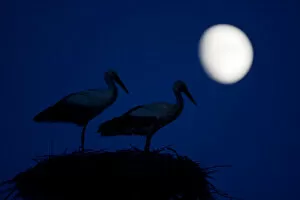 Wild Wonders of Europe 2 Gallery: White stork (Ciconia ciconia) pair at nest, dusk, with moon, Nemunas Delta, Lithuania