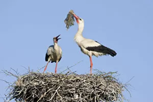 Images Dated 31st May 2009: White stork (Ciconia ciconia) pair at nest engaged in courtship display, male with nesting material