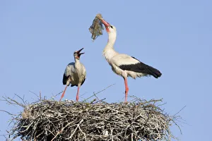 Storks Prints: White stork (Ciconia ciconia) pair at nest engaged in courtship display