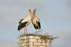 Wild Wonders of Europe 2 Gallery: White stork (Ciconia ciconia) pair at nest on old chimney, Rusne, Nemunas Regional Park