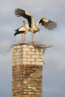White stork (Ciconia ciconia) pair at nest on old chimney, Rusne, Nemunas Regional Park