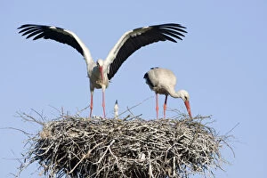 Images Dated 31st May 2009: White stork (Ciconia ciconia) pair at nest site with chick, Lithuania, May 2009