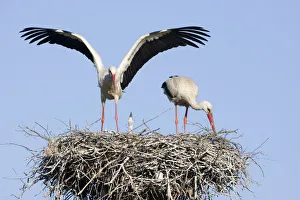 Storks Prints: White stork (Ciconia ciconia) pair at nest site with chick, Lithuania, May 2009