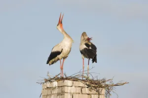 Storks Prints: White stork (Ciconia ciconia) pair at nest site on old chimney