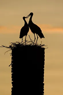 White stork (Ciconia ciconia) pair silhouetted at nest on old chimney, Rusne, Nemunas Regional Park